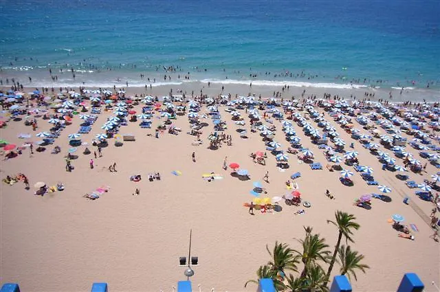 Palmeras - Arena Apartmán Benidorm